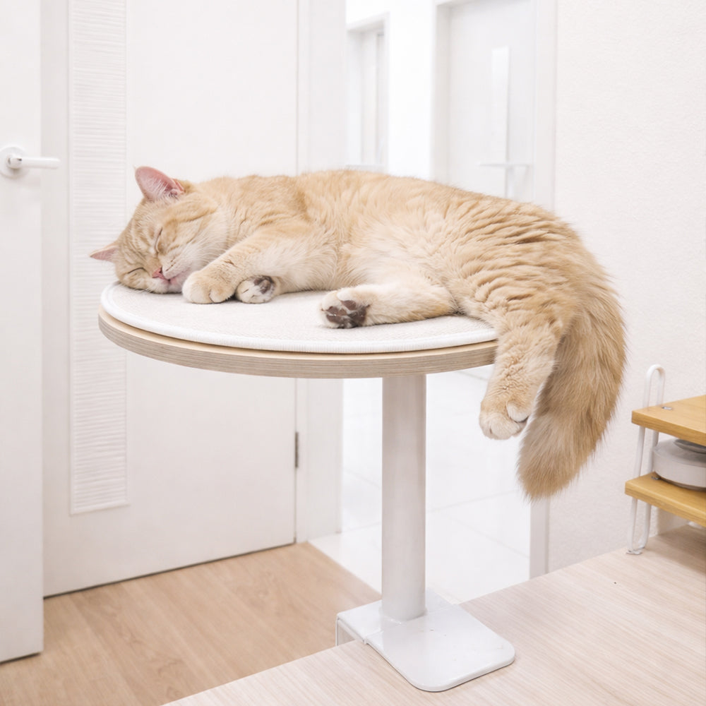 PETCOBON Cat Dest Step